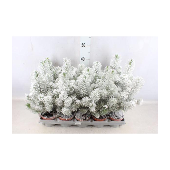 <h4>Pinus pinea</h4>