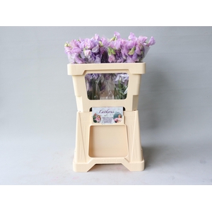 LATHYR WI SUNS LAVEN