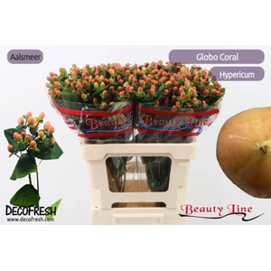 HYP GLOBO CORAL chambre