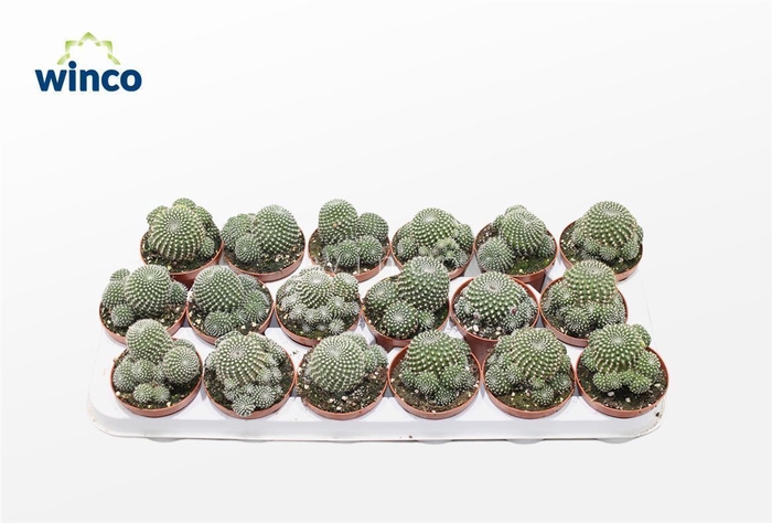 <h4>Rebutia Muscula</h4>