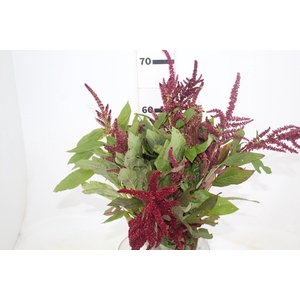 AMARANTHUS VINHO