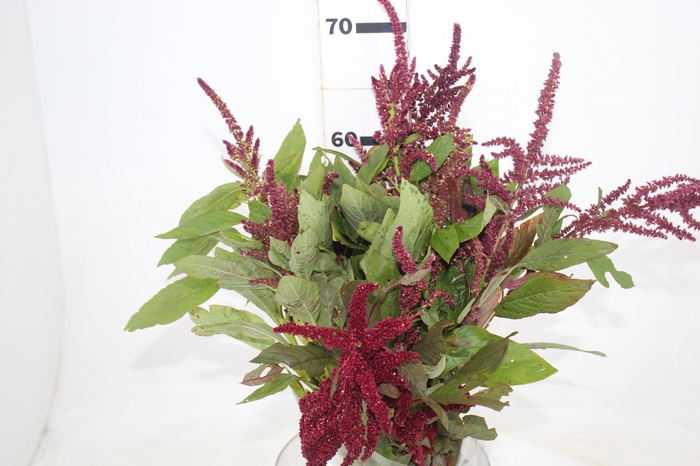 <h4>AMARANTHUS VINHO</h4>