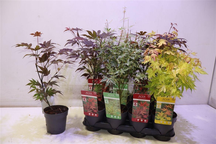 <h4>arr8 Acer Palmatum</h4>