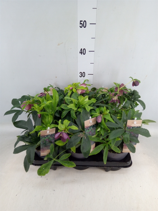 <h4>Helleborus ori.</h4>