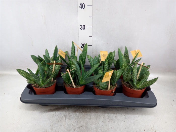 <h4>Aloe  'Paradisicum'</h4>