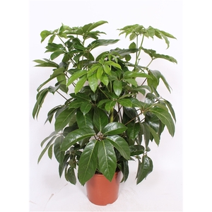 Schefflera actinophylla ' Amate’