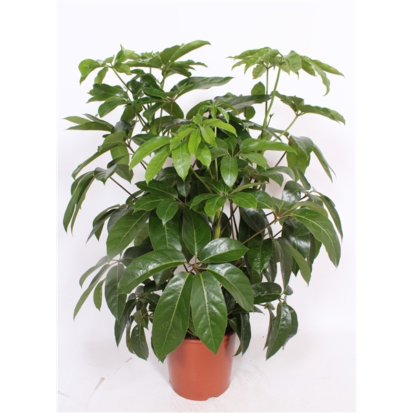 <h4>Schefflera actinophylla ' Amate’</h4>