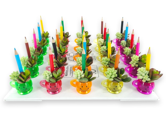 <h4>ARR SUCCULENTEN</h4>