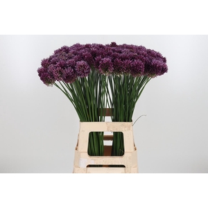 Allium Sphaerocephal (kogel)
