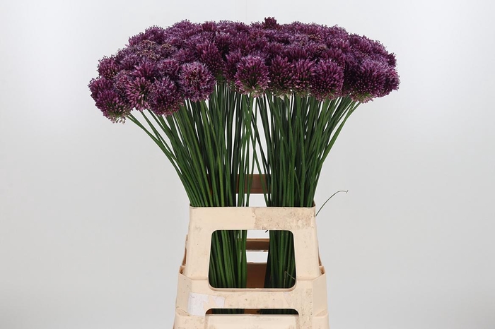 <h4>Allium Sphaerocephal (kogel)</h4>
