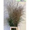 GRAS MISCANTHUS CHAMPAGNE