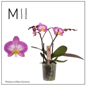 Phalaenopsis Spirit Pink Special 2 spike – 12cm | Mimesis