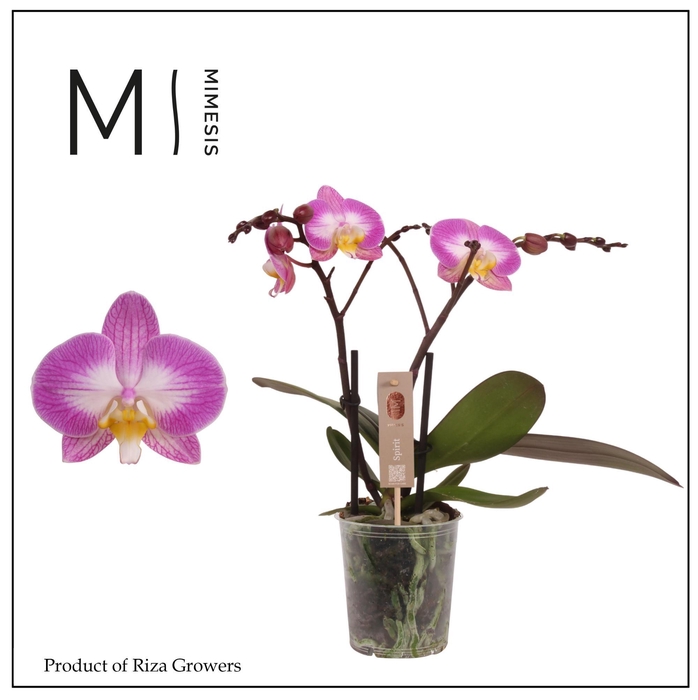 <h4>Phalaenopsis Spirit Pink Special 2 spike – 12cm | Mimesis</h4>