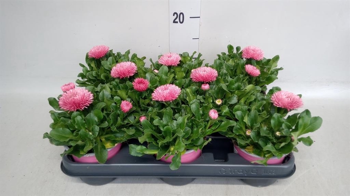 <h4>Bellis perennis</h4>