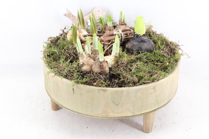 <h4>arr4 Bollenmix JS - Hout tafel x2</h4>