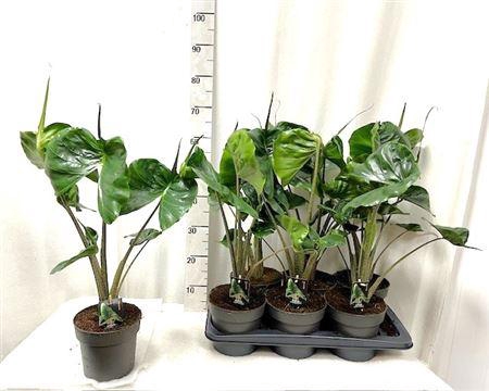 <h4>Aloc Macror Stingray</h4>