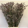 Anigozanthos Lilac Queen