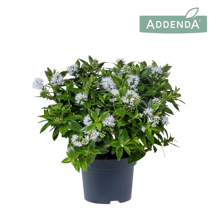<h4>Hebe Addenda wit</h4>