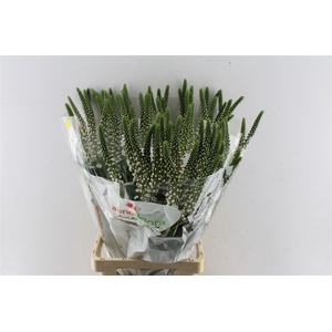 Lysimachia Moonlight