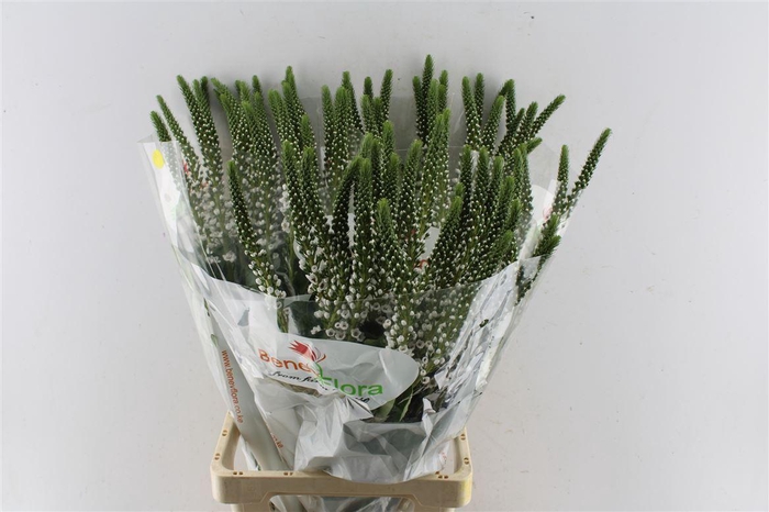 <h4>Lysimachia Moonlight</h4>