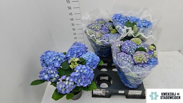 <h4>HYDR M BLAUER ZWERG</h4>