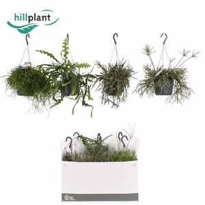 RHIPSALIS GEM