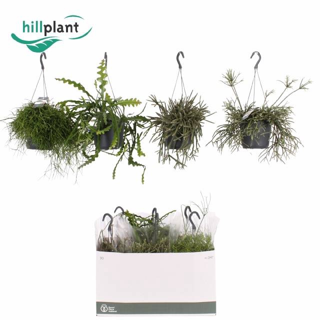 <h4>RHIPSALIS GEM</h4>