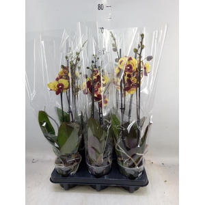 Phalaenopsis   ...yellow