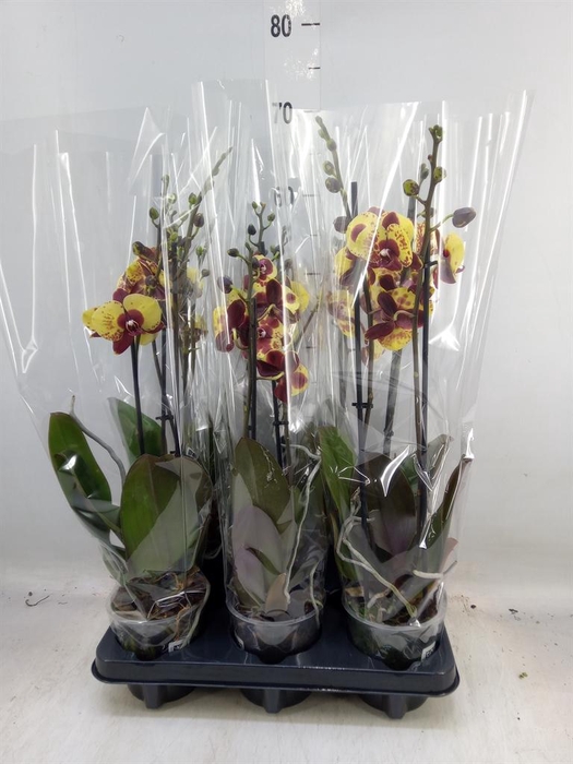 <h4>Phalaenopsis   ...yellow</h4>