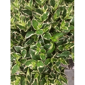 BUXKORB 04 KÄTZCHEN  20CM