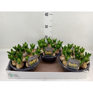 Hyacinthus orie.   ...