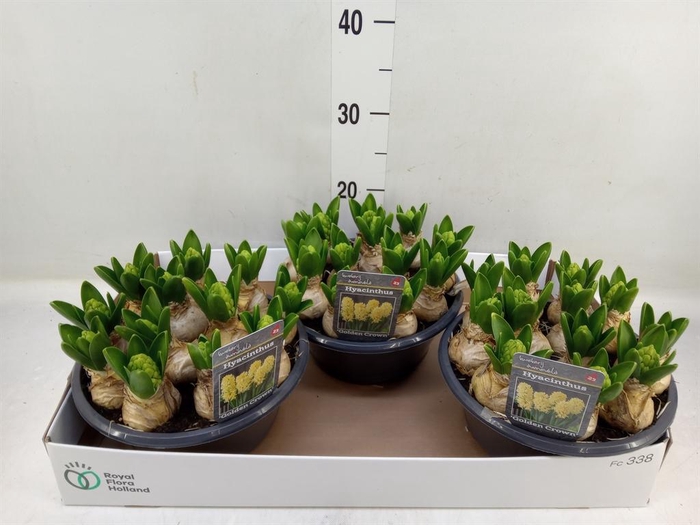 <h4>Hyacinthus orie.   ...</h4>