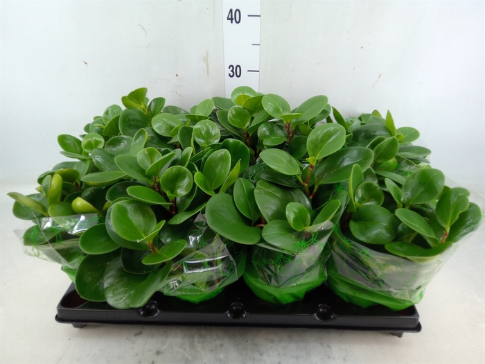 <h4>Peperomia</h4>