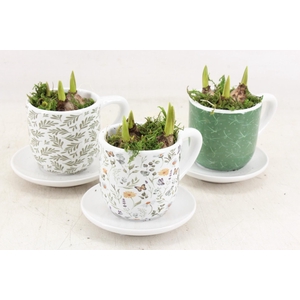 arr4 Muscari RN - Minty Mystique cups
