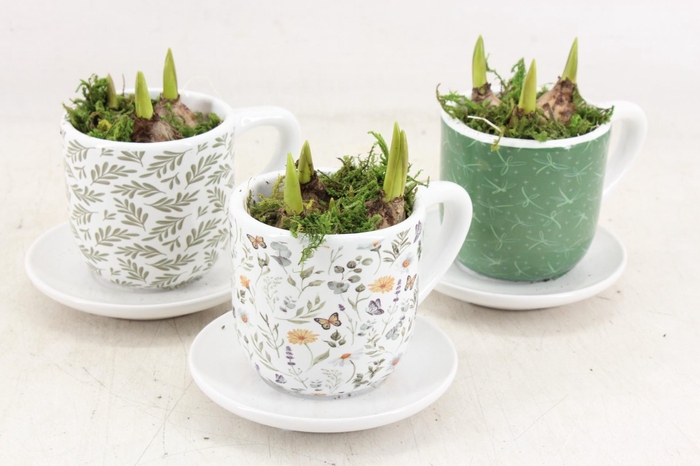 <h4>arr4 Muscari RN - Minty Mystique cups</h4>