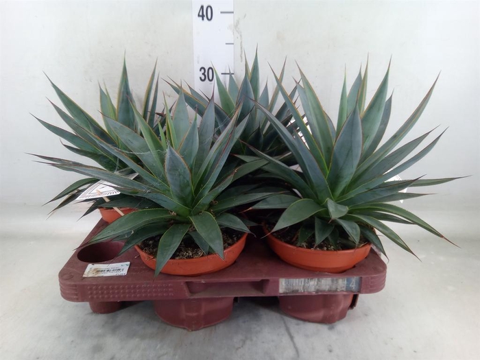 <h4>Agave  'Shaka Koko'</h4>