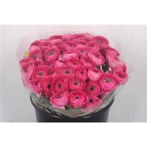 Ran.. I Su Bolero X50