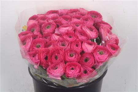 <h4>Ran.. I Su Bolero X50</h4>