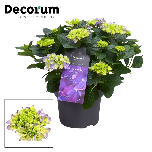 <h4>Hydrangea Bol Blue 7 - 12 kop (Decorum)</h4>