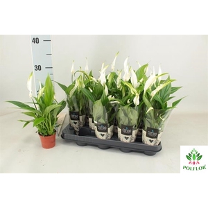 Spathiphyllum Pearl Cupido 7Ø 24cm 3fl