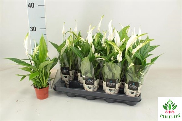 Spathiphyllum Pearl Cupido 7Ø 24cm 3fl