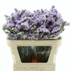 Limonium St Milka Birds X50