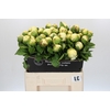 Paeonia Lemon Chiffon