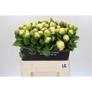 Paeonia Lemon Chiffon