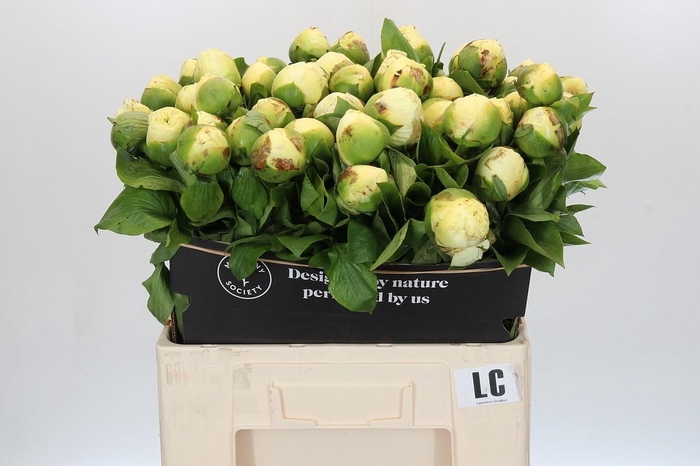 <h4>Paeonia Lemon Chiffon</h4>