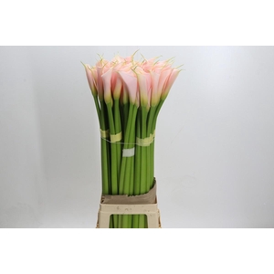 Zantedeschia Eydolls Salmon