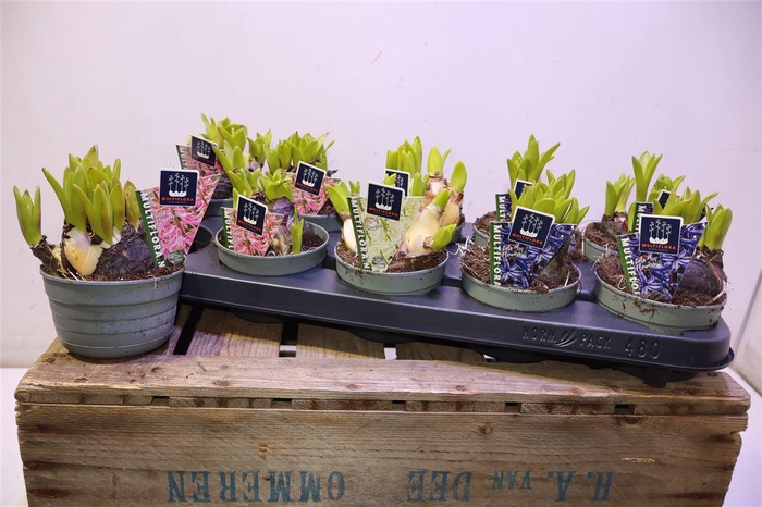 <h4>Hyacin Mult Gem 3 Kl</h4>