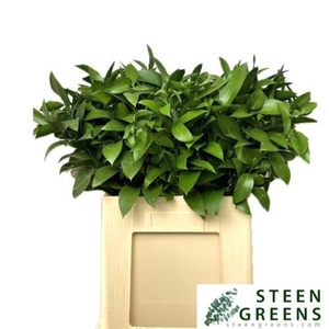 RUSCUS HYPOPHYLLUM