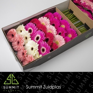 Gerbera Mix Pink Doos