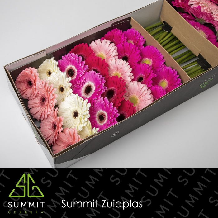 Gerbera Mix Pink Doos